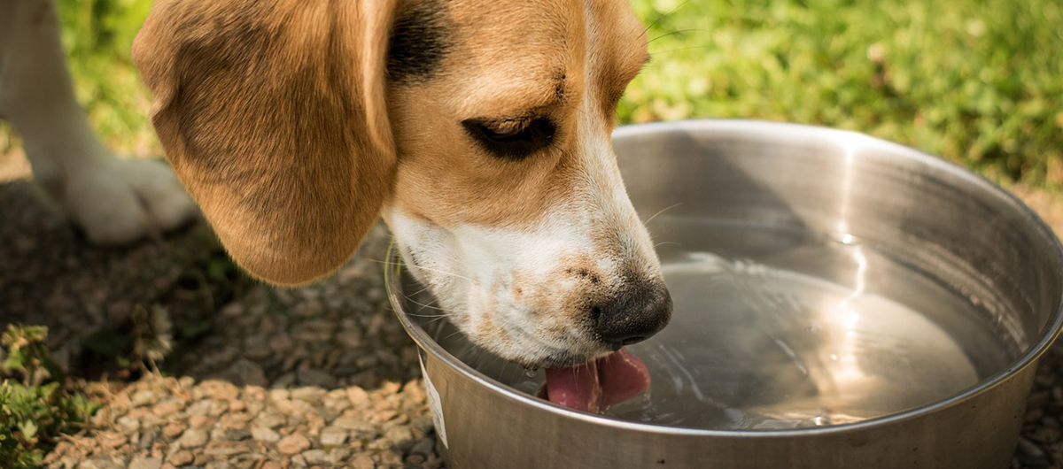 Beagle drinking water from a water bowl in the park. 