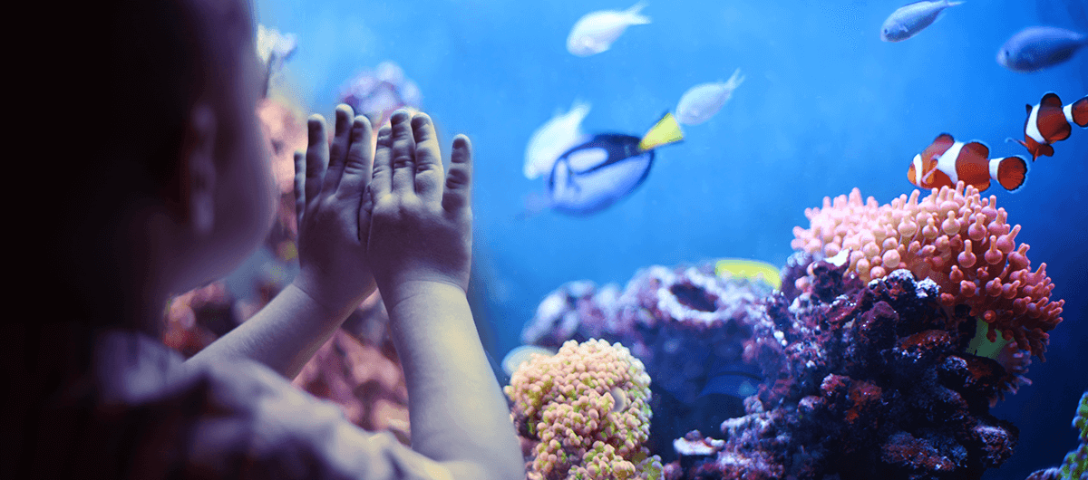 Little boy watching the fish inside the aquarium